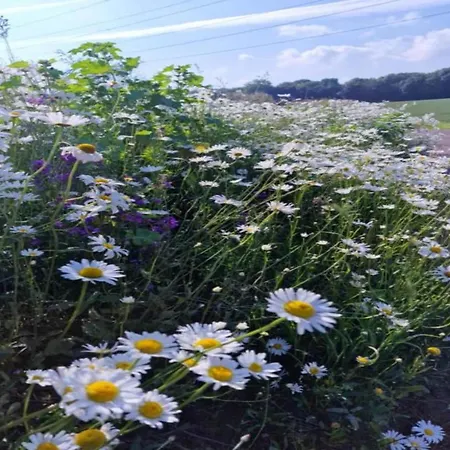 In La Roche-en-ardenne With Garden 펜션 주필레