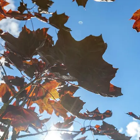 In La Roche-en-ardenne With Garden 펜션 주필레